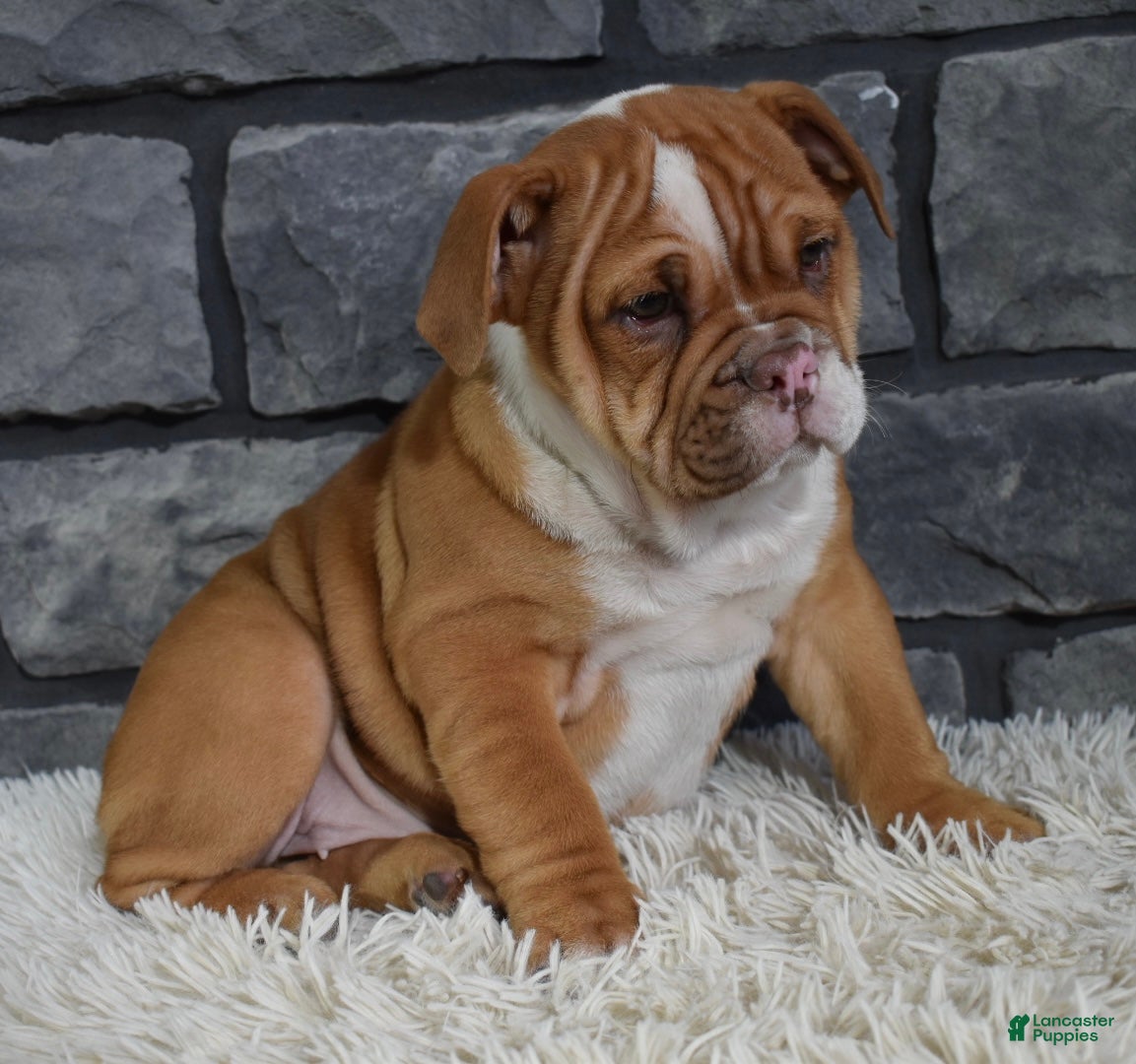 Mixed Breed dogs Reba - Ad 23