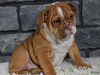 Mixed Breed dogs Reba - Ad 23