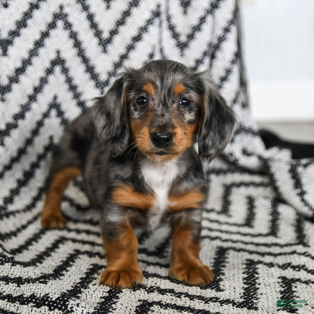 Miniature Dachshund dogs for sale: Vermont - Ad 4