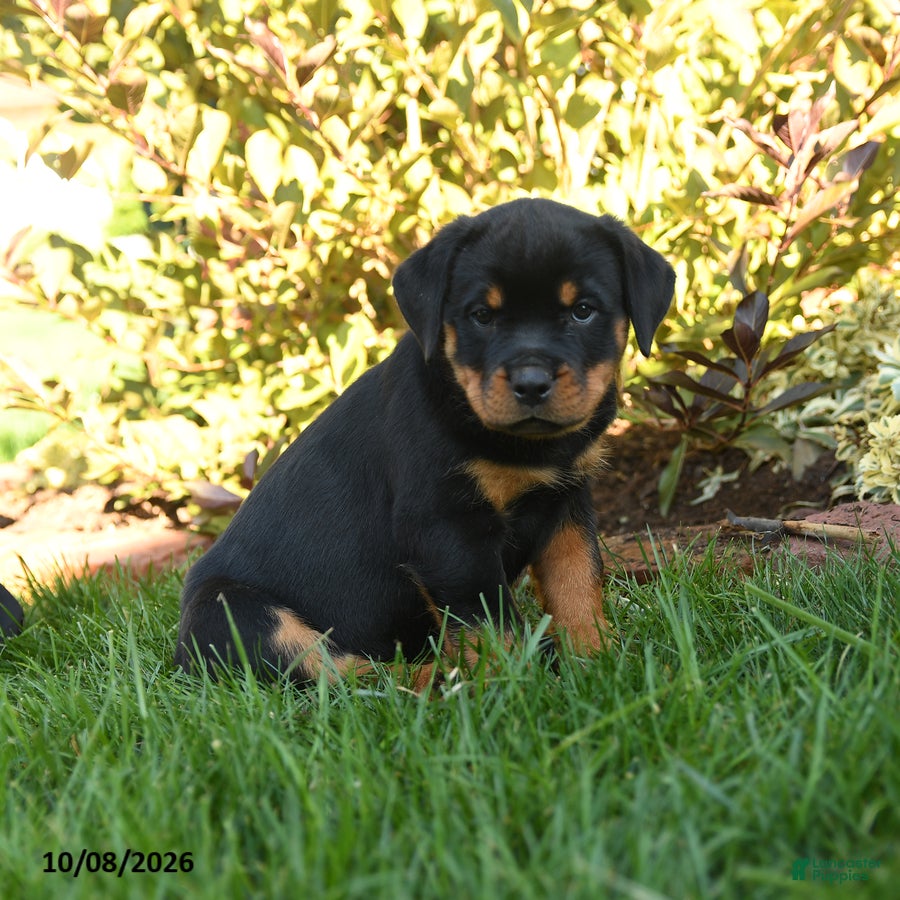 Rottweiler dogs Prudence - Ad 2