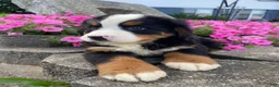 Bernese Mountain Dog dogs for sale: Rusty - Ad 12