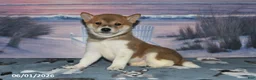 Shiba Inu dogs for sale: Lela - Ad 4