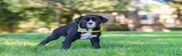 Boxer dogs for sale: Deisel - Ad 3