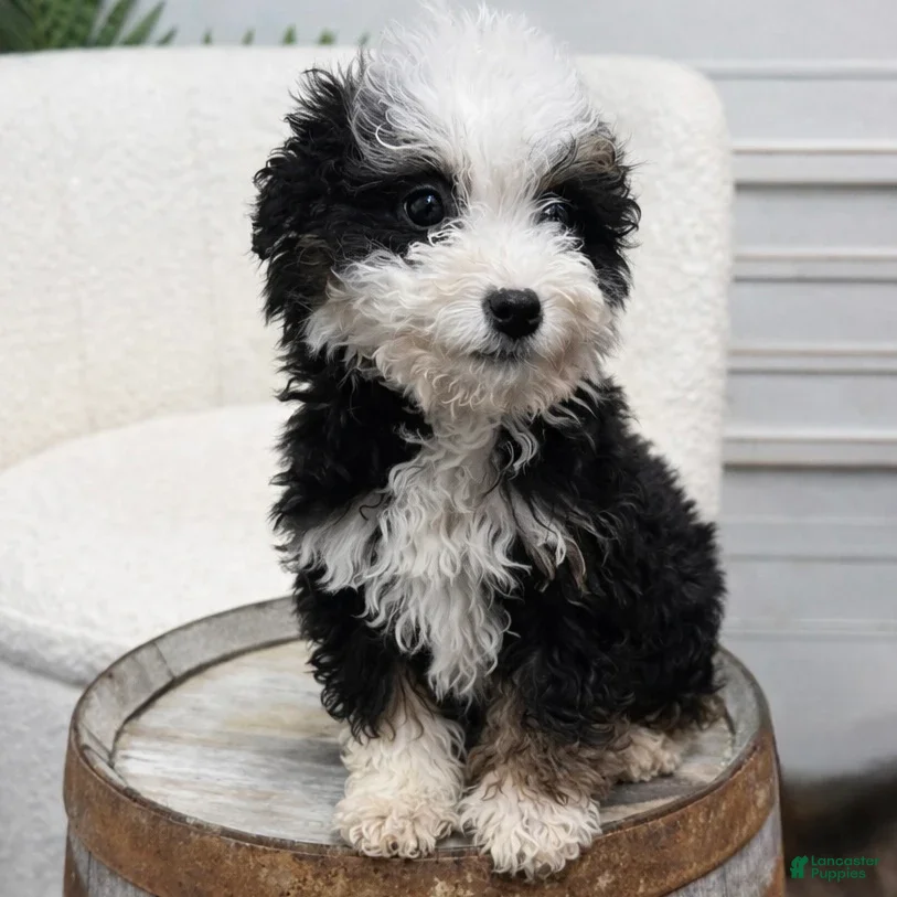 Mini Bernedoodle dogs Flint - Ad 8