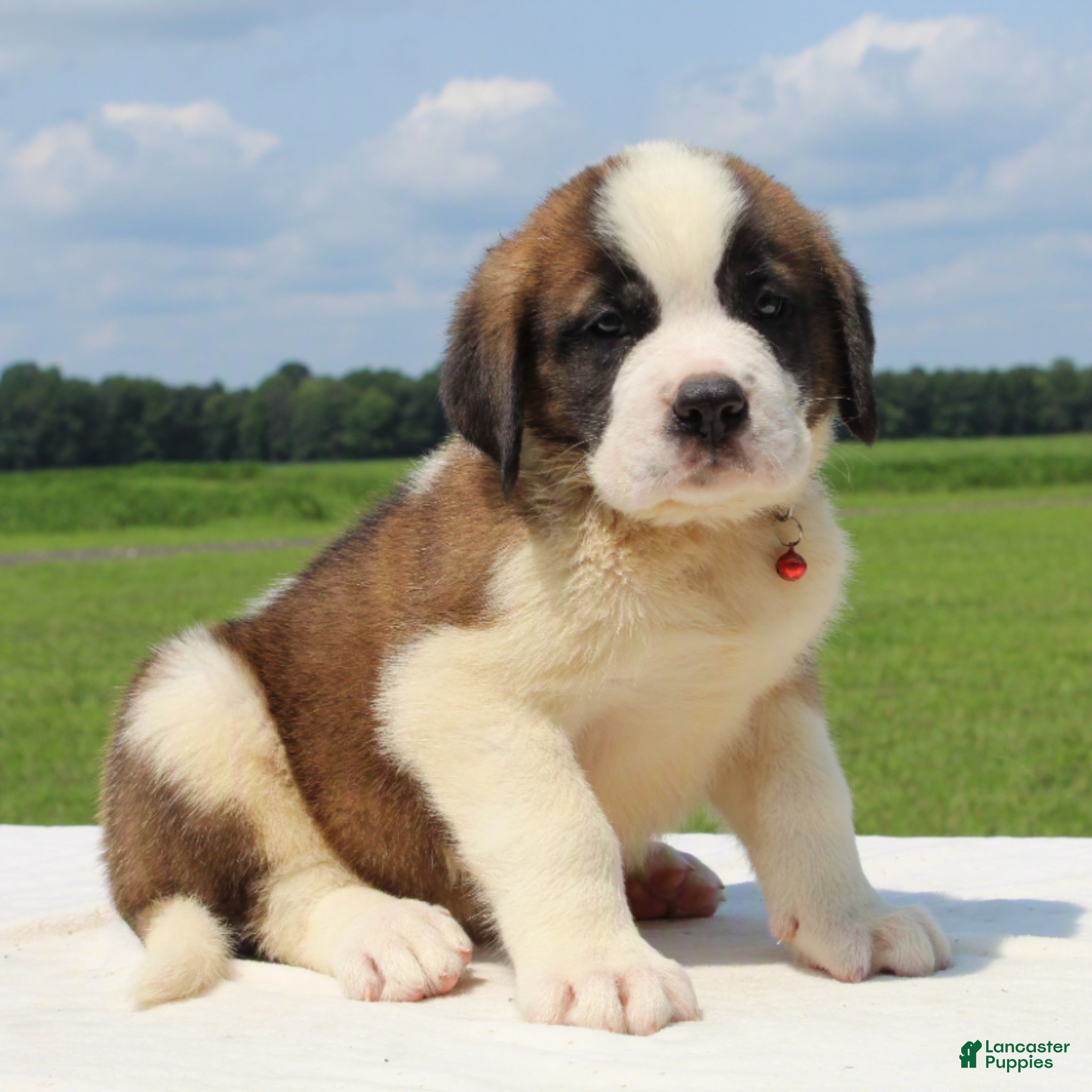 Saint Bernard dogs Magnum - AKC Champion Bloodlines - Ad 1