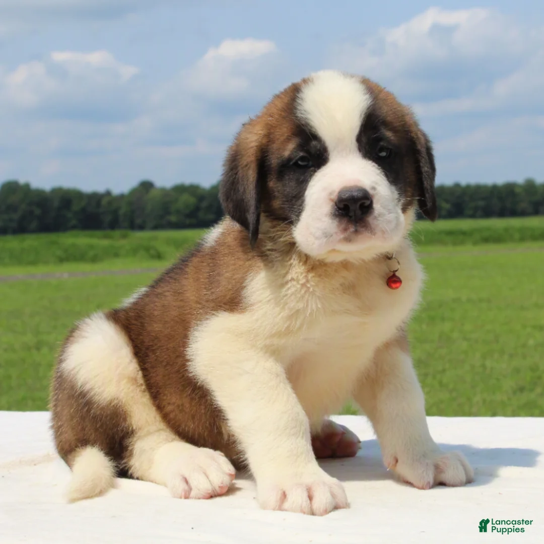 Saint Bernard dogs for sale: Magnum - AKC Champion Bloodlines - Ad 1