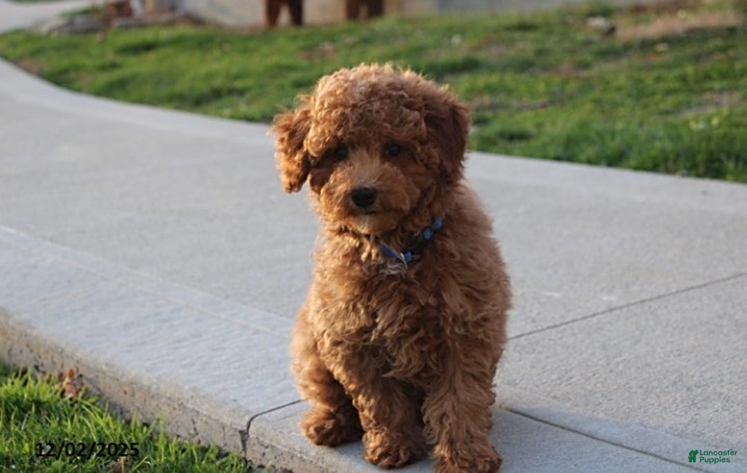 Toy Poodle dogs for sale: Patrick - Ad 3