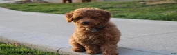Toy Poodle dogs for sale: Patrick - Ad 23