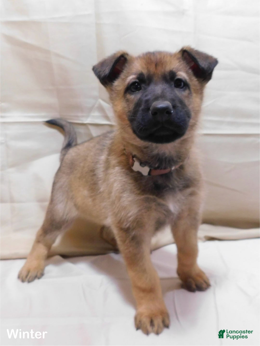 German Shepherd dogs for sale: Winter - Ad 6