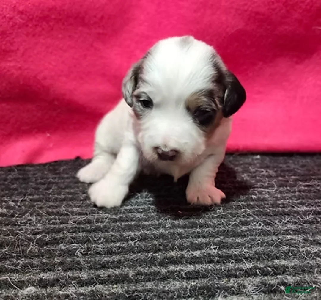 Bernedoodle dogs for sale: Jessica - Ad 1