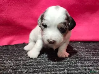 Bernedoodle dogs Jessica - Ad 2