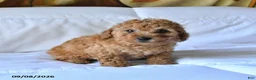Toy Poodle dogs for sale: Toby - Ad 3
