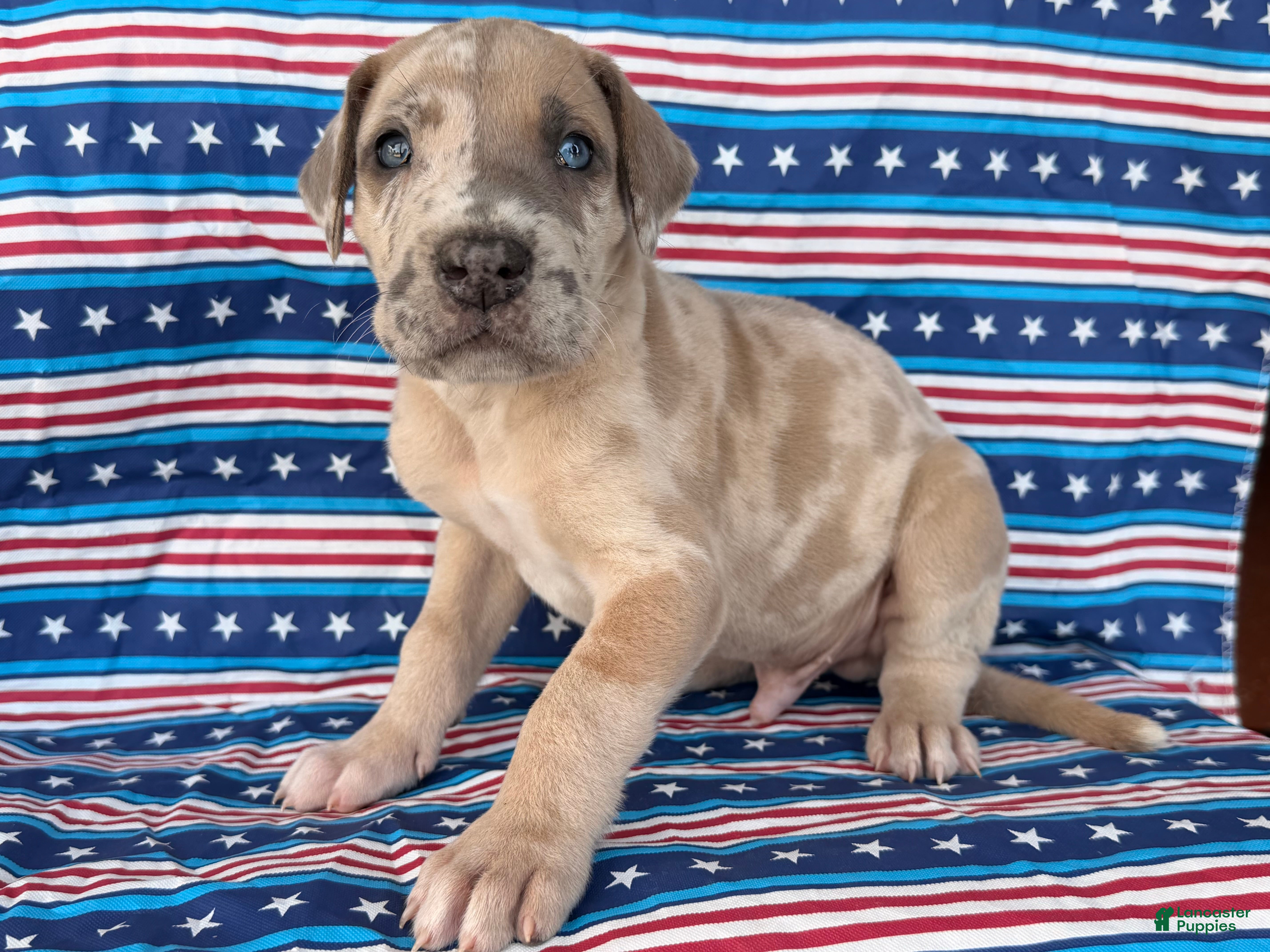 Great Dane dogs Pablo Great Dane  - Ad 1