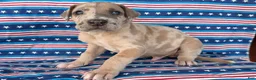 Great Dane dogs for sale: Pablo Great Dane  - Ad 1