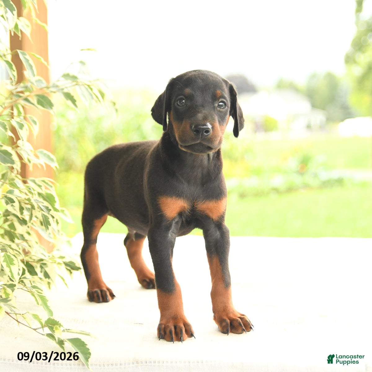 Doberman Pinscher dogs Aj  - Ad 1