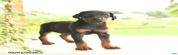 Doberman Pinscher dogs for sale: Aj  - Ad 1
