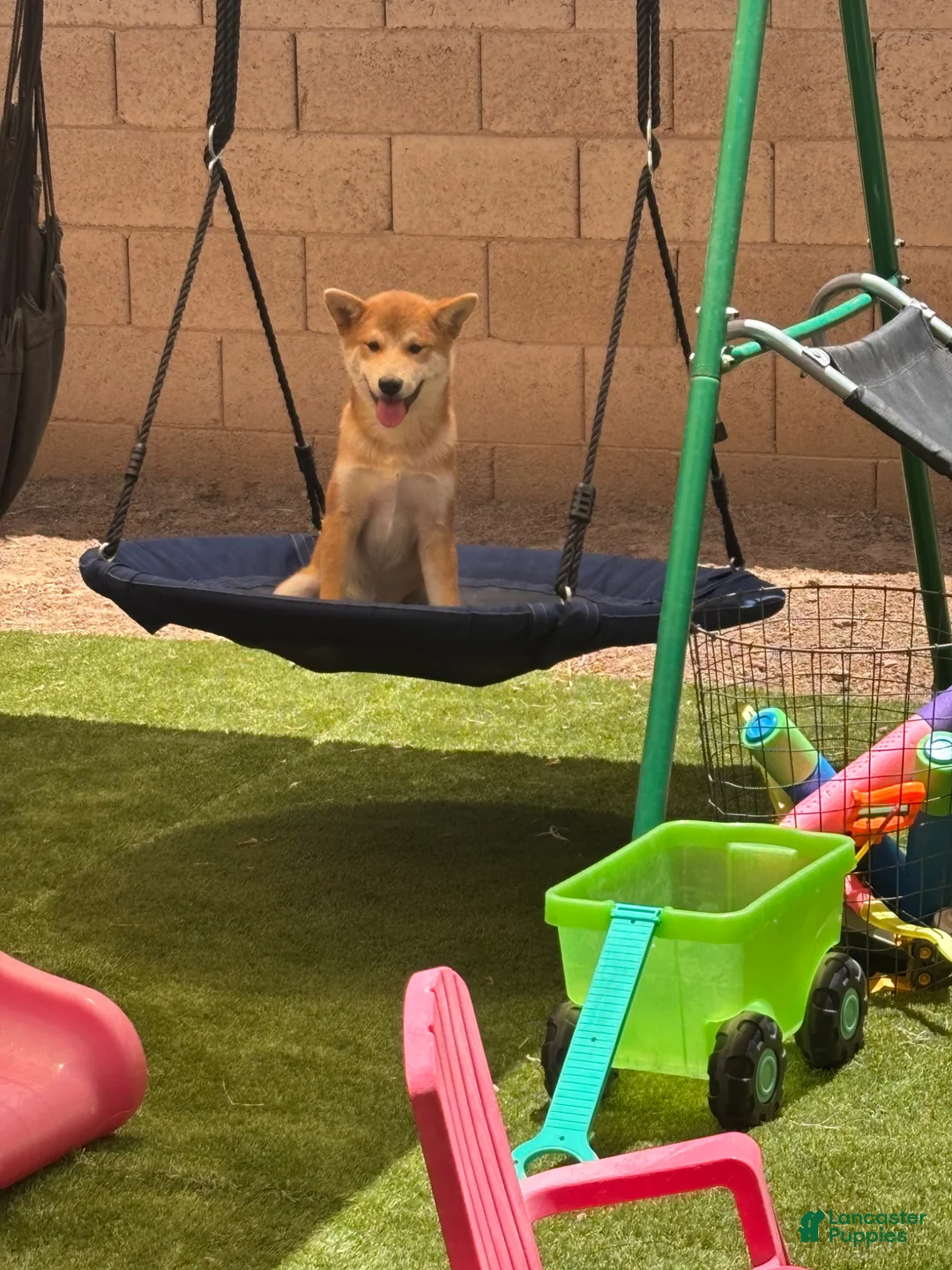 Shiba Inu dogs for sale: Shiba Inu Puppy 1 - Ad 2