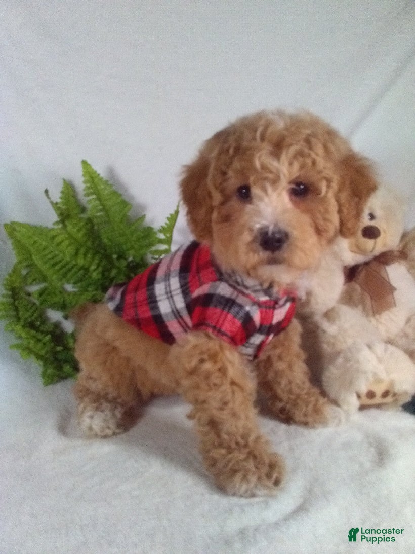 Bichpoo dogs Alex - Ad 1