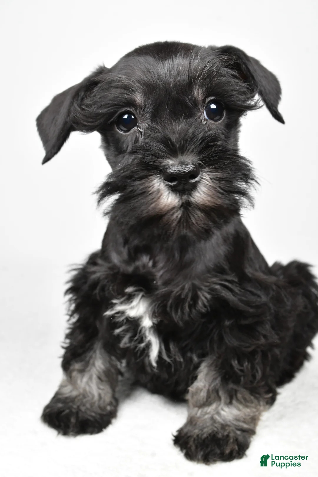 Miniature Schnauzer dogs for sale: Jaci - Ad 2