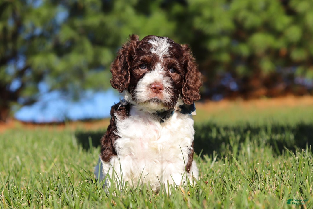 Cockapoo dogs for sale: Max - Ad 11