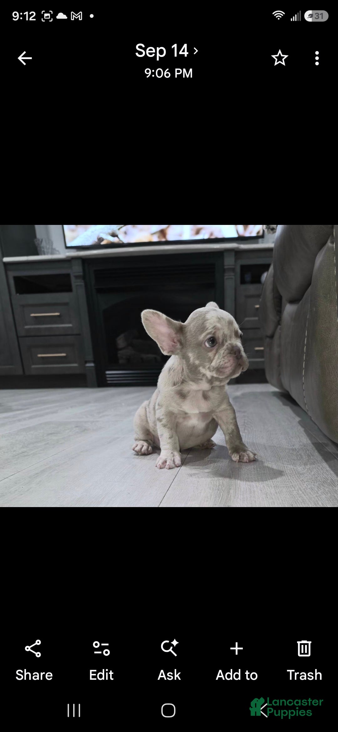 French Bulldog dogs Stark - Ad 2