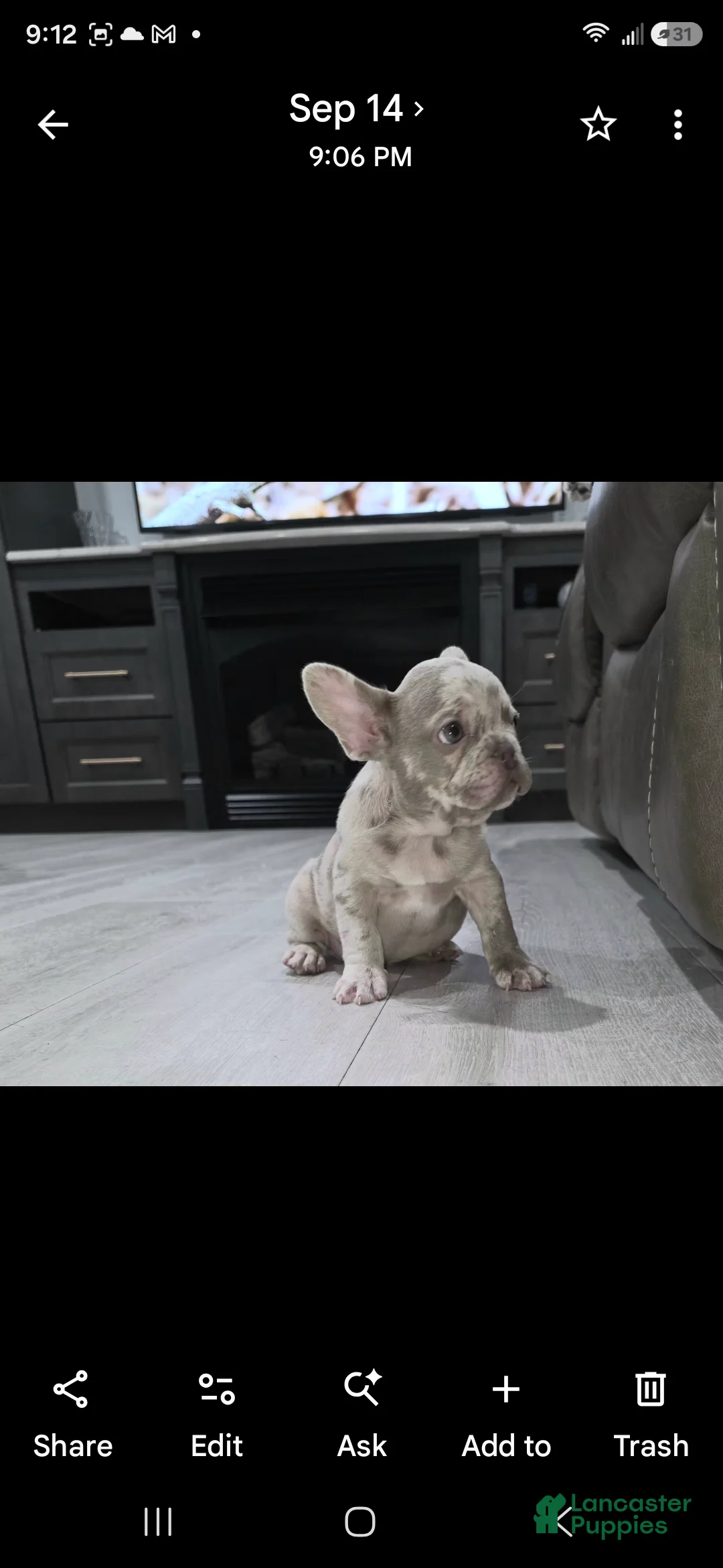French Bulldog dogs for sale: Stark - Ad 2