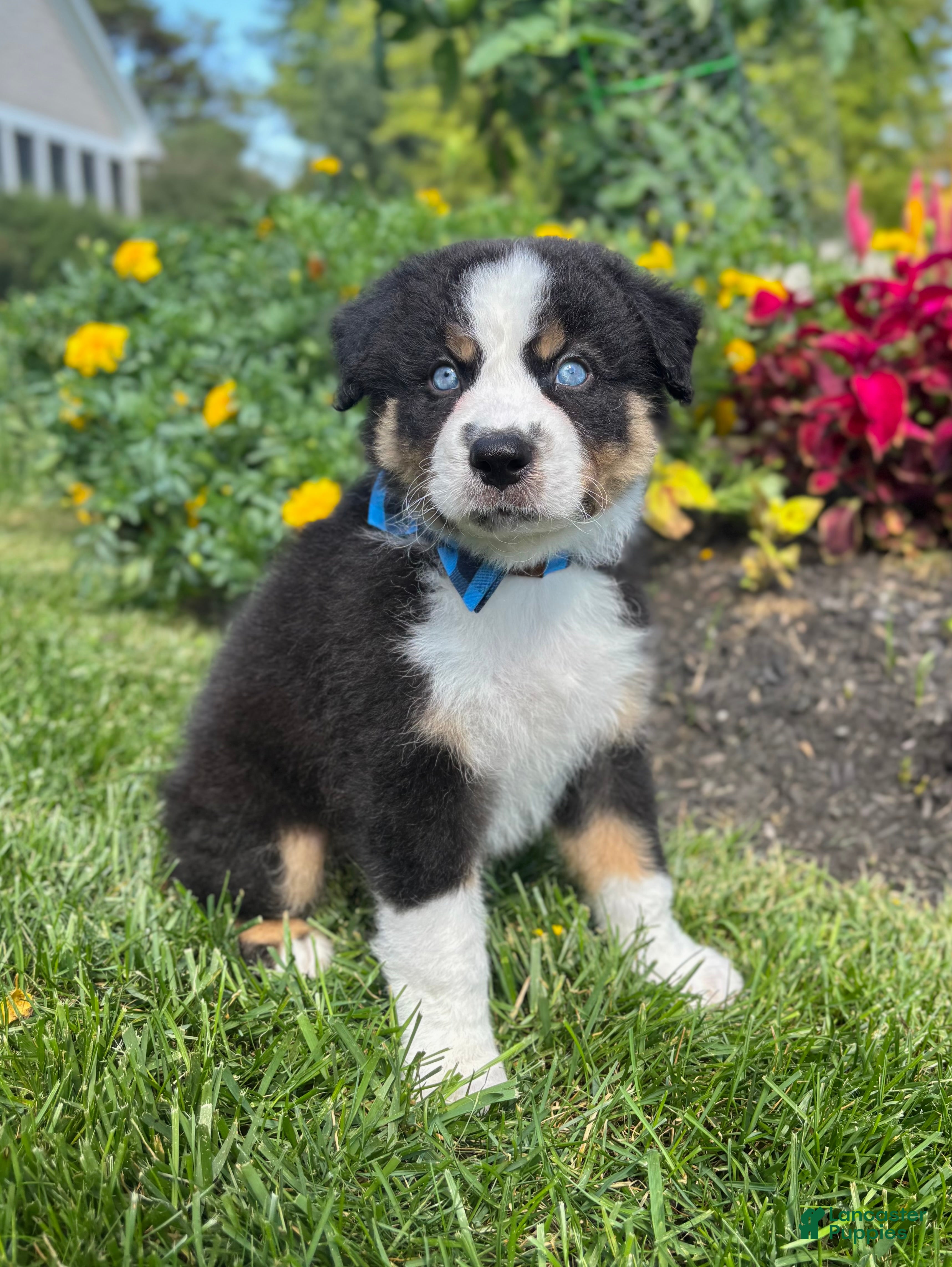 Miniature Australian Shepherd dogs Archie  - Ad 17