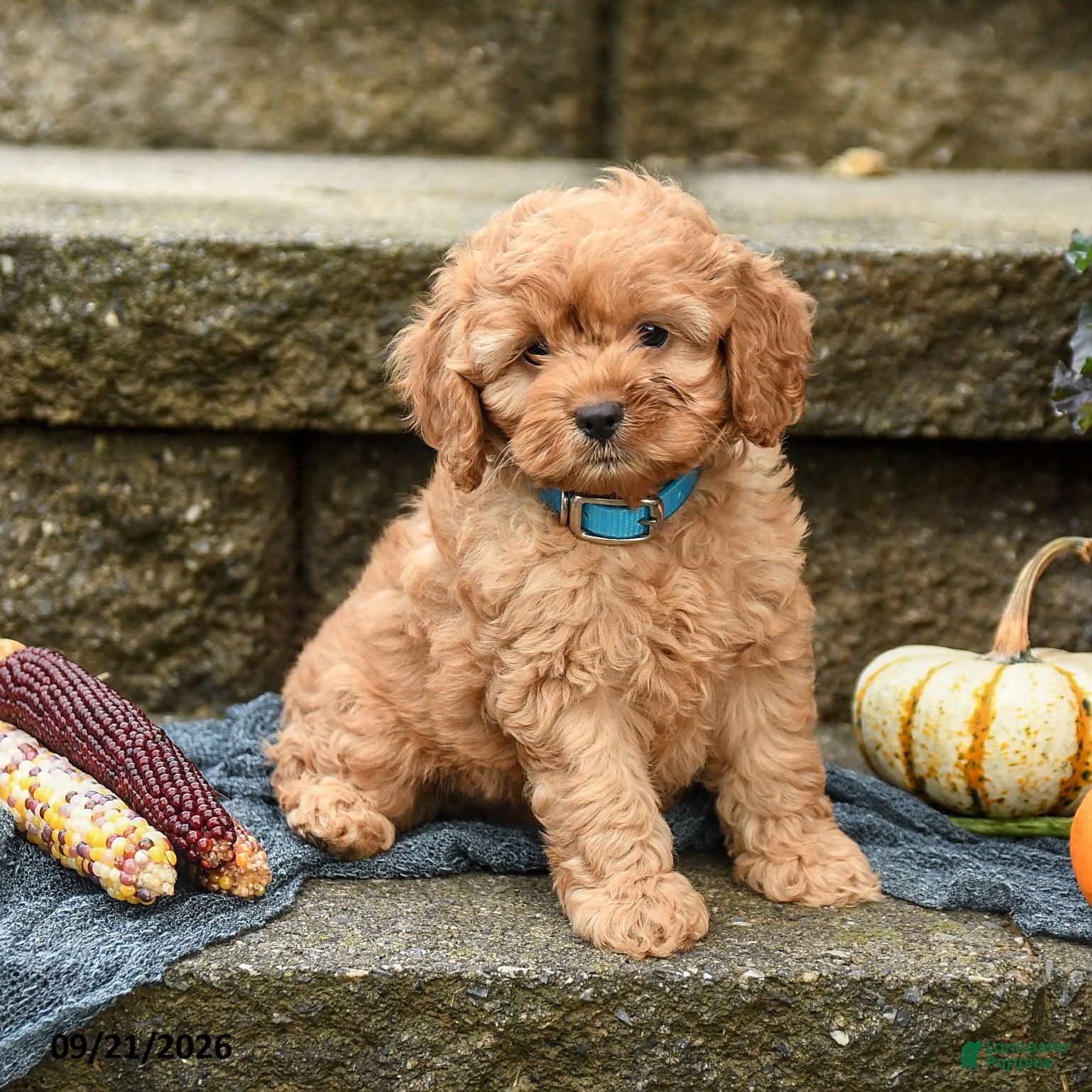 Cockapoo dogs Dusty - Ad 2