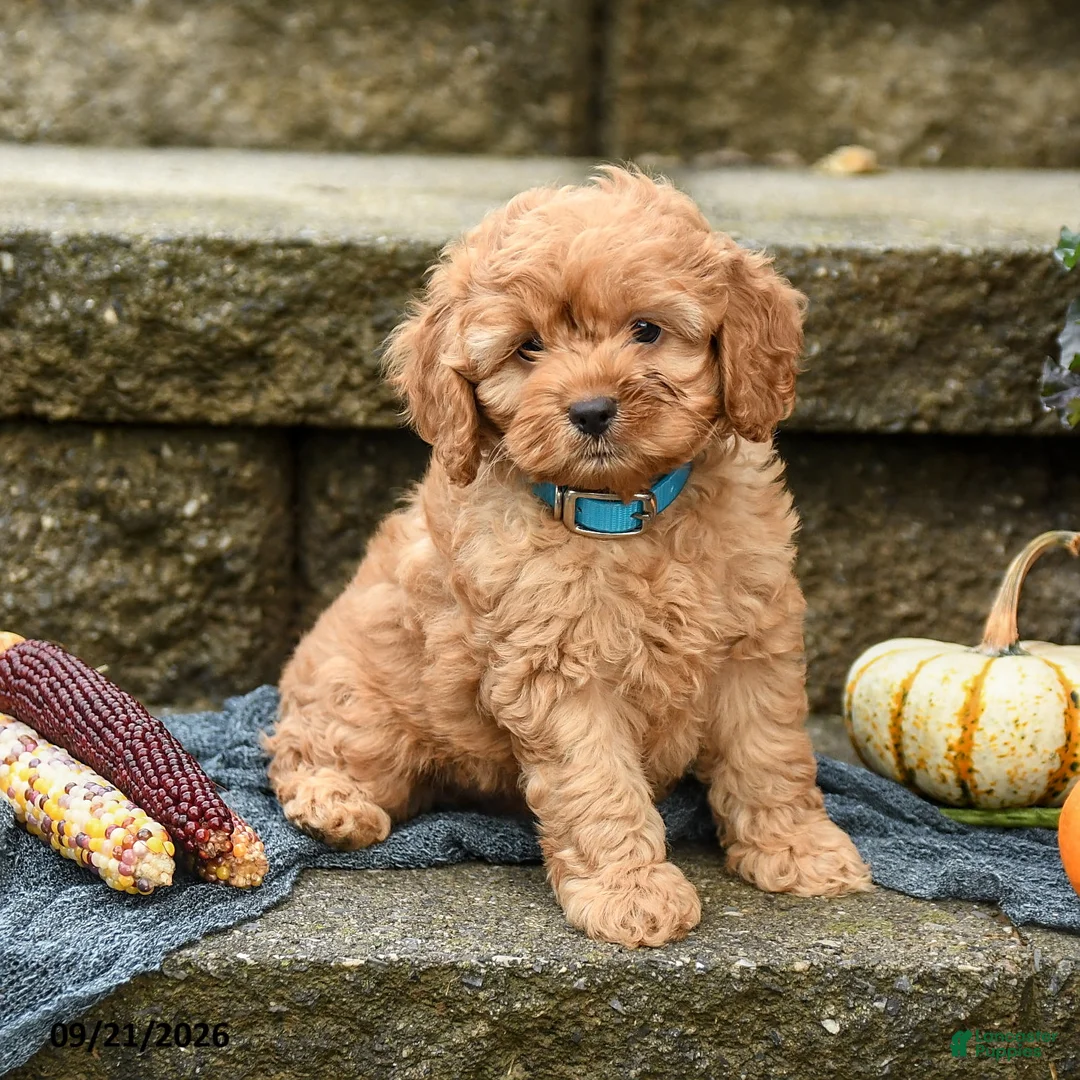 Cockapoo dogs for sale: Dusty - Ad 2