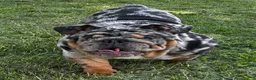 English Bulldog dogs for sale: English Bulldog 2 - Ad 3