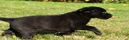 Labrador Retriever dogs for sale: Lexi - Ad 5
