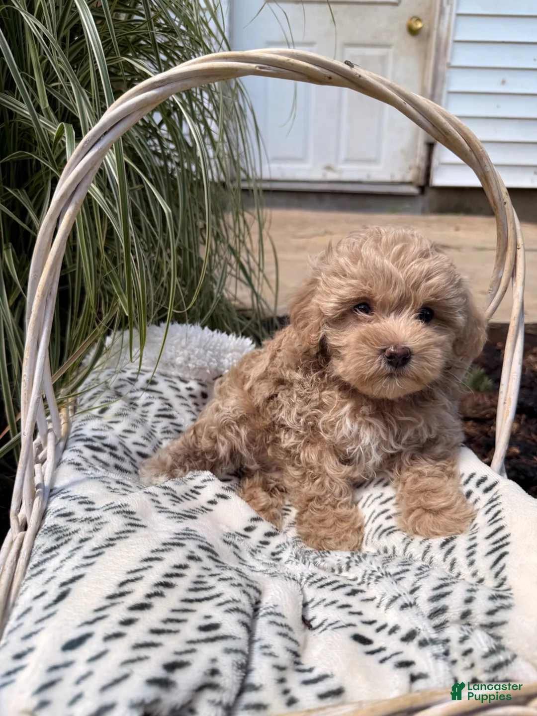 Maltipoo dogs for sale: Daphodile - Ad 2