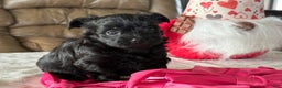 Yorkiepoo dogs for sale: Ginger - Ad 3