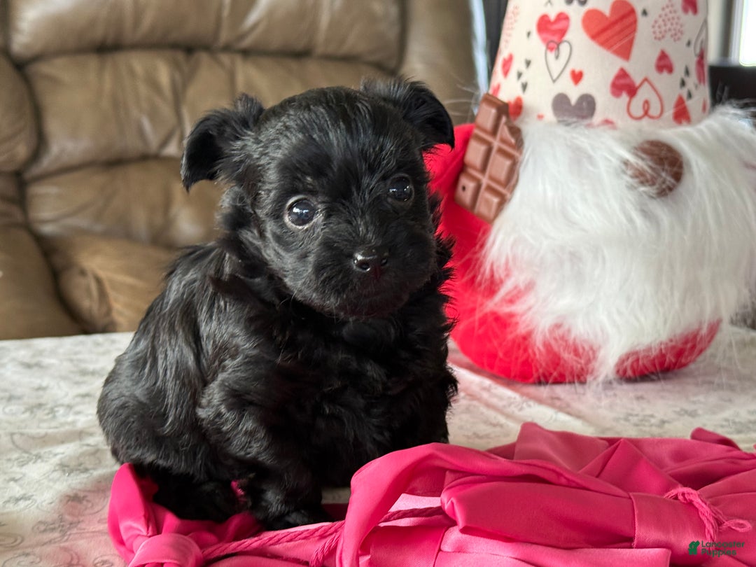 Yorkiepoo dogs for sale: Ginger - Ad 3