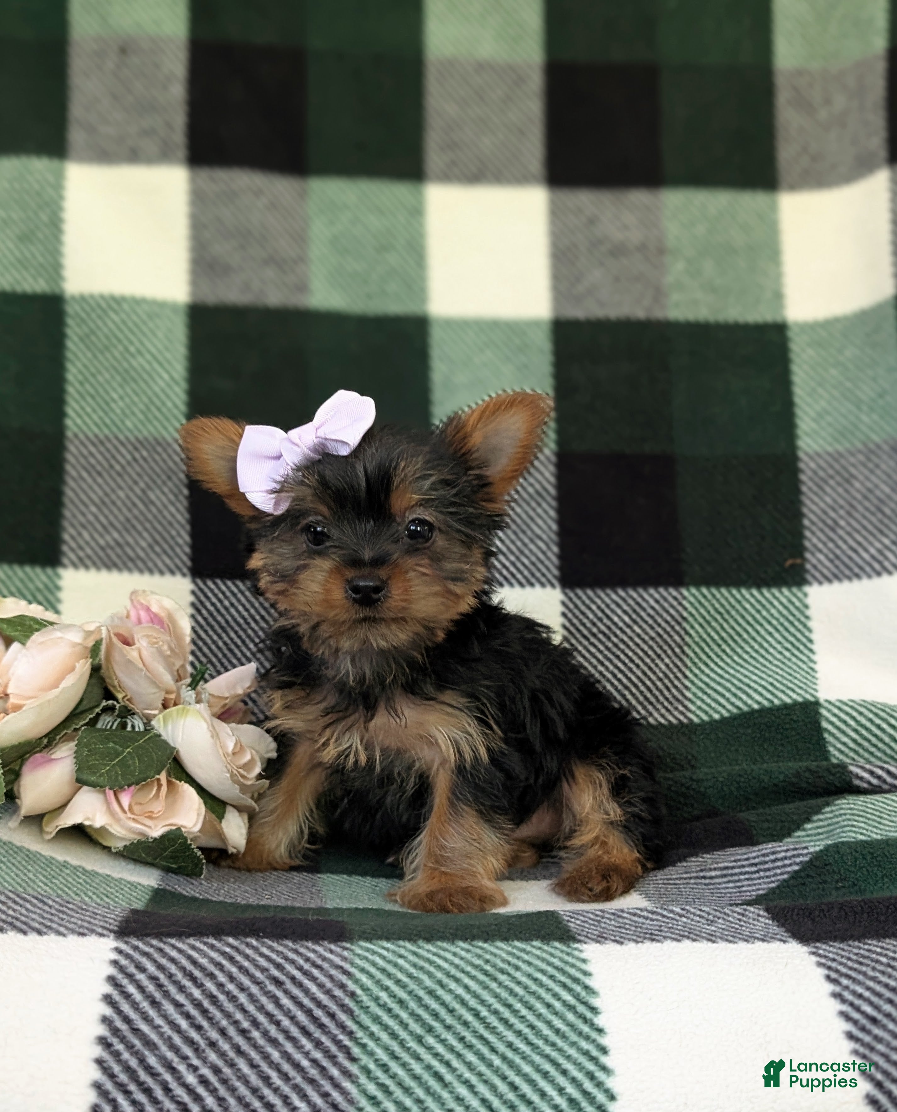 Yorkshire Terrier dogs for sale: Linette 7 lbs Full Grown - Ad 2