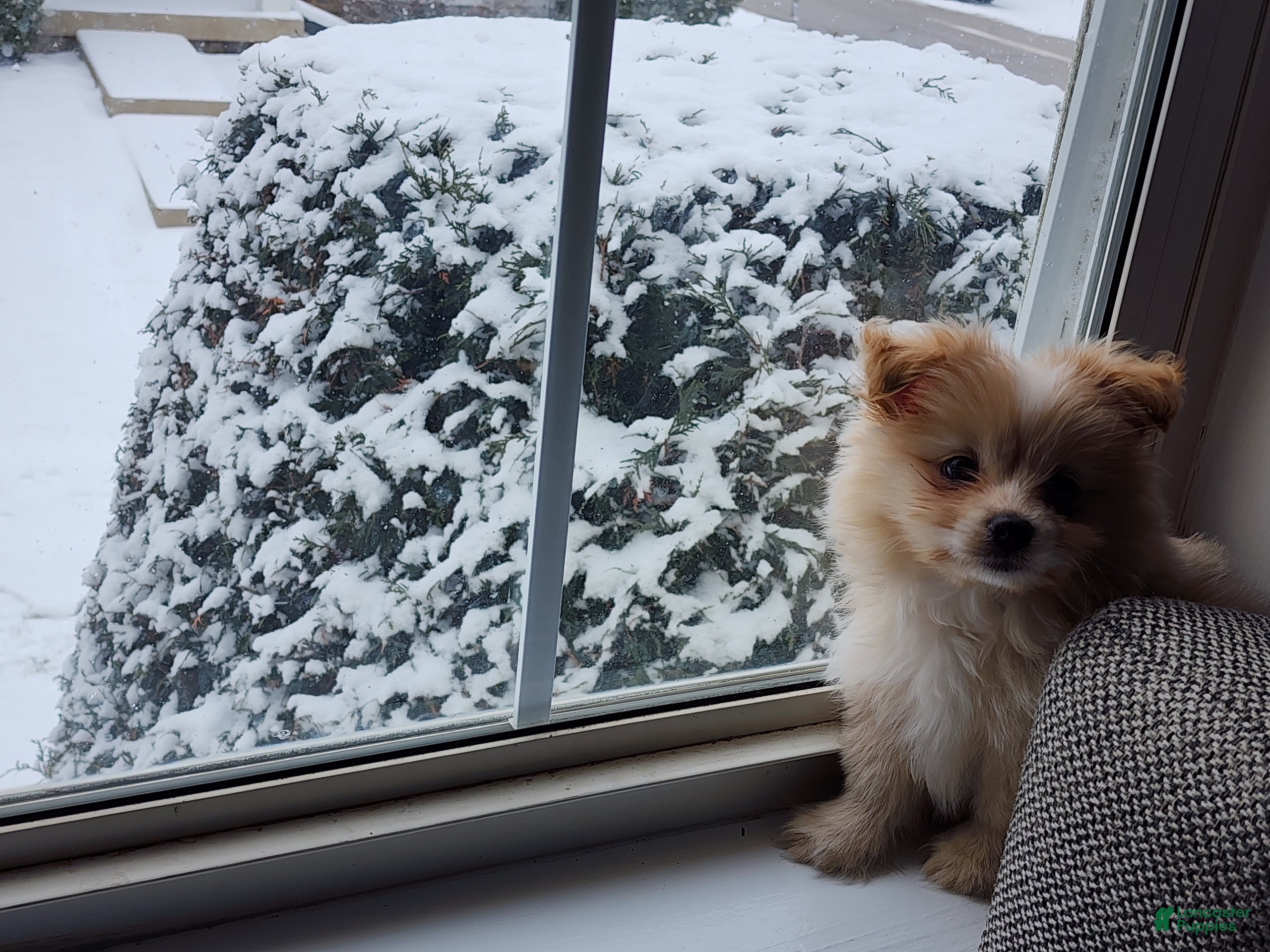 Maltipom dogs Maltipom Puppy boy - Ad 3