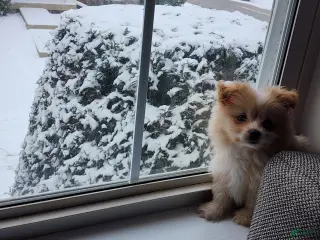 Maltipom dogs Maltipom Puppy boy - Ad 3