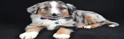 Miniature Australian Shepherd dogs for sale: Ricky - Ad 3