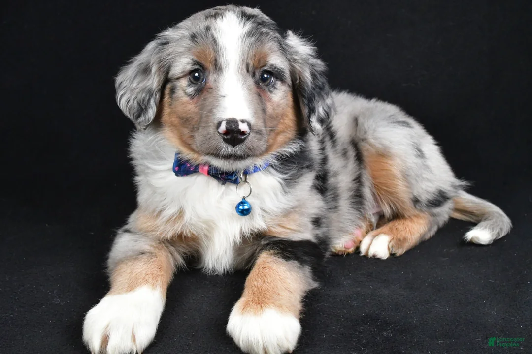 Miniature Australian Shepherd dogs for sale: Ricky - Ad 3