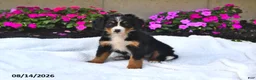 Bernese Mountain Dog dogs for sale: Claire - Ad 5