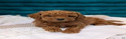 Toy Poodle dogs for sale: Vinny - Ad 3