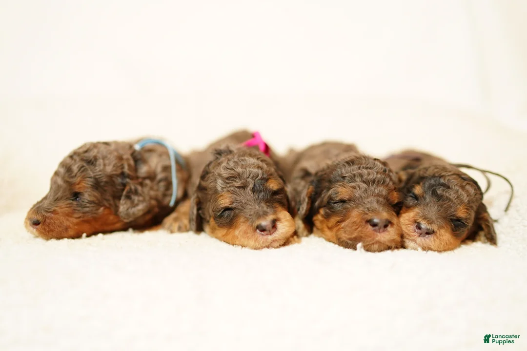 Bernedoodle dogs for sale: Pink Collar  - Ad 5