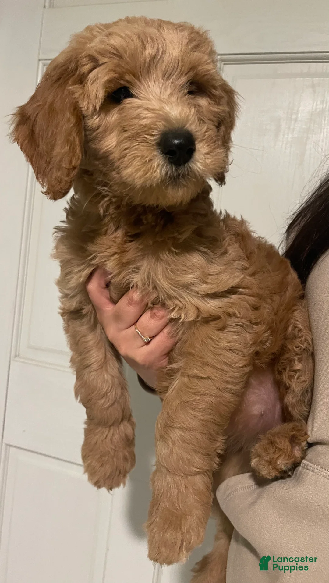 Goldendoodle dogs for sale: Rosie  - Ad 2