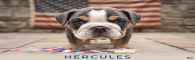 Hercules
