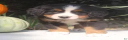 Bernese Mountain Dog dogs for sale: Lexi - Ad 6