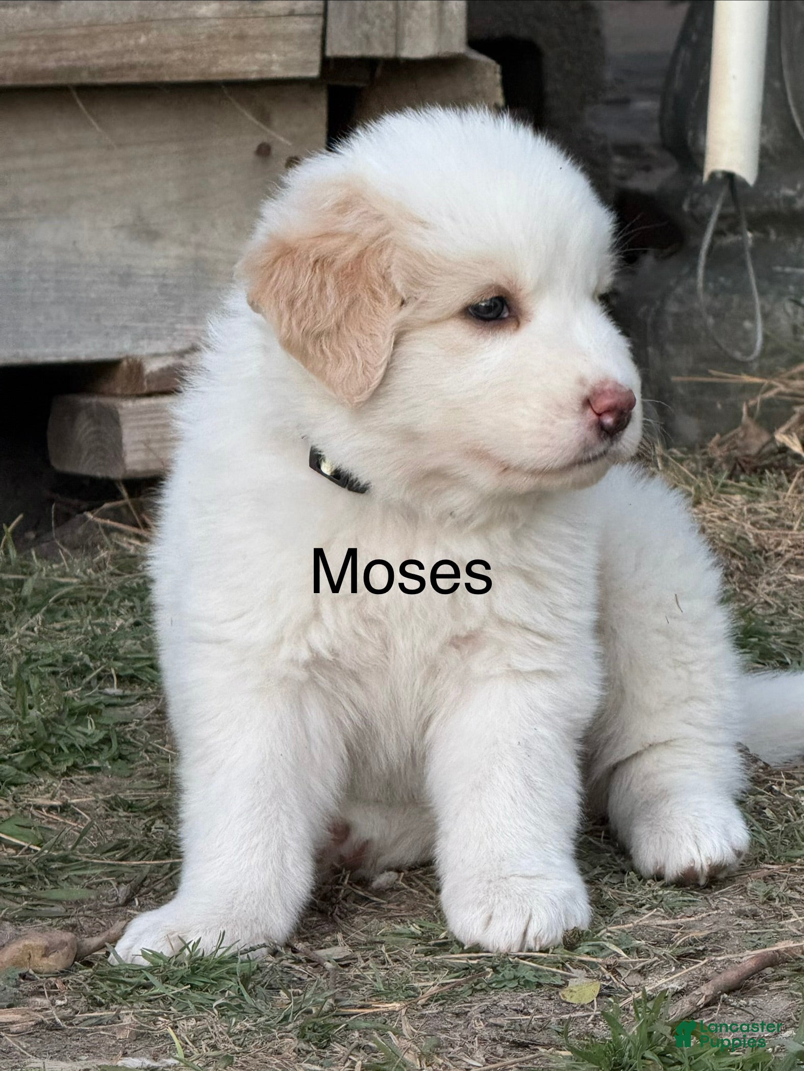 Great Pyrenees dogs Great Pyrenees Puppy 7 - Moses - Ad 1