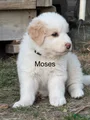 Great Pyrenees Puppy 7 - Moses