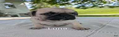 Luna