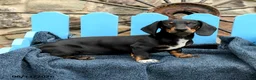Miniature Dachshund dogs for sale: Ringo - Ad 4