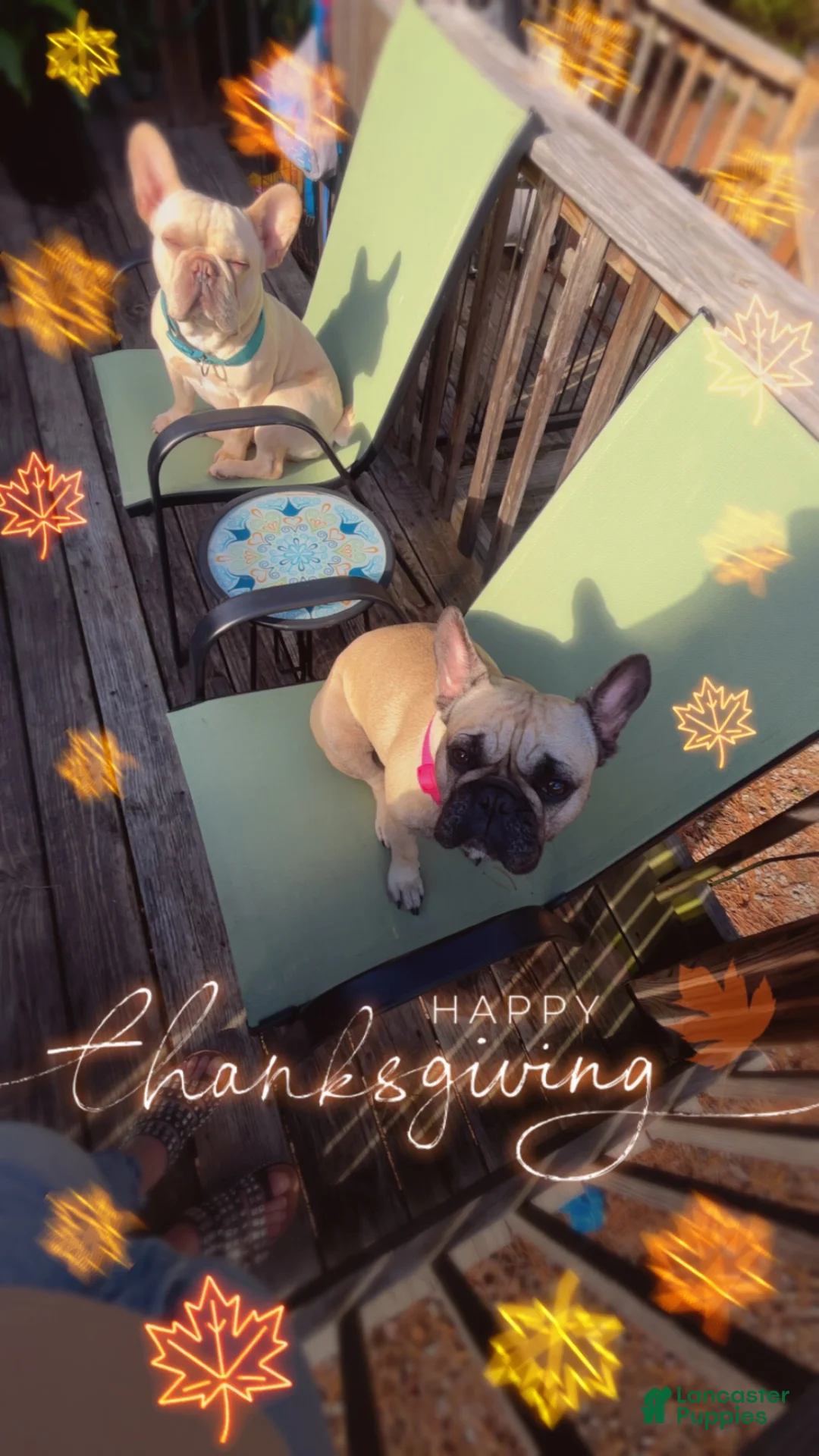French Bulldog dogs for sale: French Bulldog 1 - Ad 2